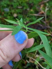 Dichanthelium dichotomum