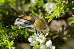 Stegopterus vittatus