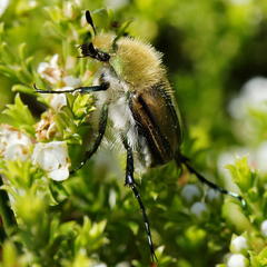 Stegopterus vittatus