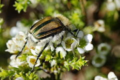 Stegopterus vittatus