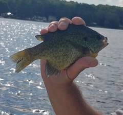 Lepomis gibbosus × macrochirus