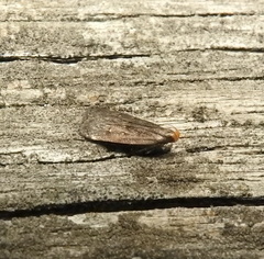 Dichomeris juncidella