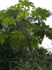 Vasconcellea pubescens