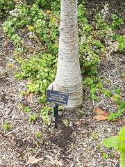 Vasconcellea pubescens