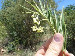 Gomphocarpus fruticosus fruticosus