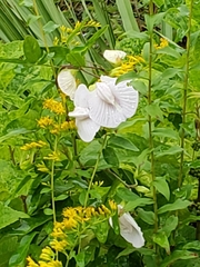 Centrosema arenicola