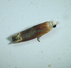 Eucosma raracana