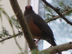 Turdus abyssinicus