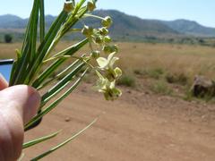 Gomphocarpus fruticosus fruticosus