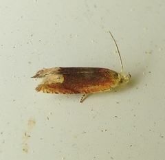 Eucosma raracana