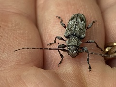 Aegomorphus modestus