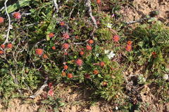 Lasiospermum brachyglossum