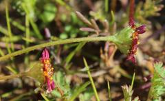 Lasiospermum brachyglossum