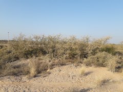 Geoffroea decorticans