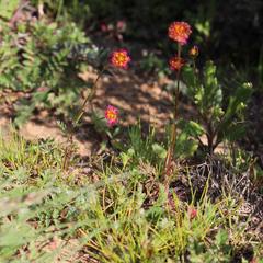 Lasiospermum brachyglossum