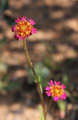 Lasiospermum brachyglossum