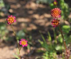 Lasiospermum brachyglossum