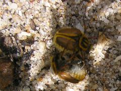 Lepithrix pseudolineata