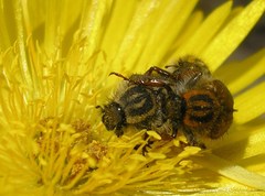 Lepithrix pseudolineata