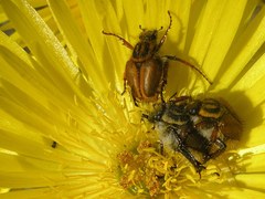 Lepithrix pseudolineata