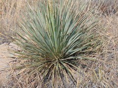 Dasylirion parryanum