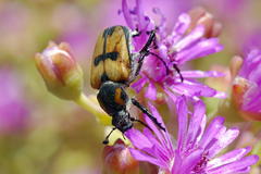 Campulipus limbatus