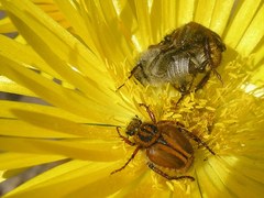 Lepithrix pseudolineata