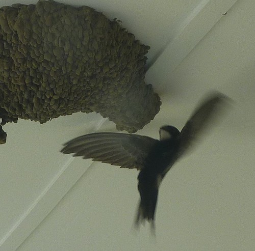 Foto de White-rumped Swift