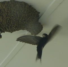 White-Rumped Swift photo 3