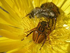 Lepithrix pseudolineata