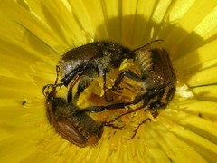 Lepithrix pseudolineata