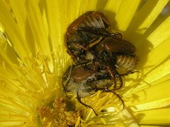 Lepithrix pseudolineata