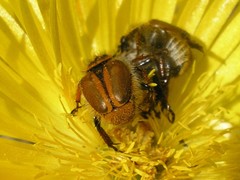 Lepithrix pseudolineata