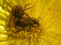 Lepithrix pseudolineata