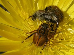 Lepithrix pseudolineata