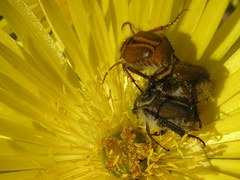 Lepithrix pseudolineata