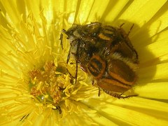 Lepithrix pseudolineata