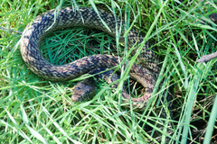 Masticophis fuliginosus