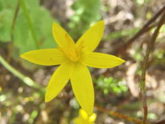 Pauridia trifurcillata