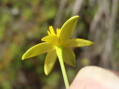 Pauridia trifurcillata