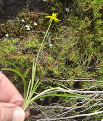 Pauridia trifurcillata