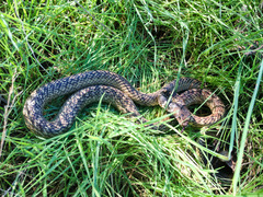 Masticophis fuliginosus