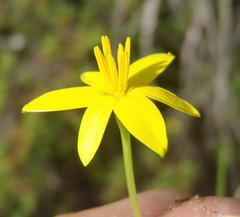 Pauridia trifurcillata