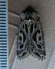 Compsotata elegantissima