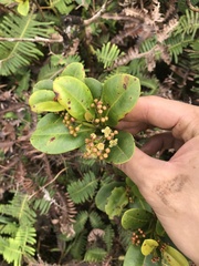 Syzygium sandwicense