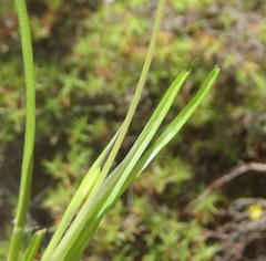 Pauridia trifurcillata