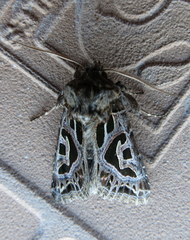 Compsotata elegantissima