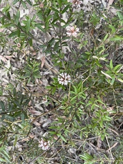Grevillea phylicoides