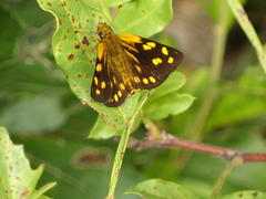 Metisella metis paris
