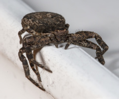 Bassaniana utahensis